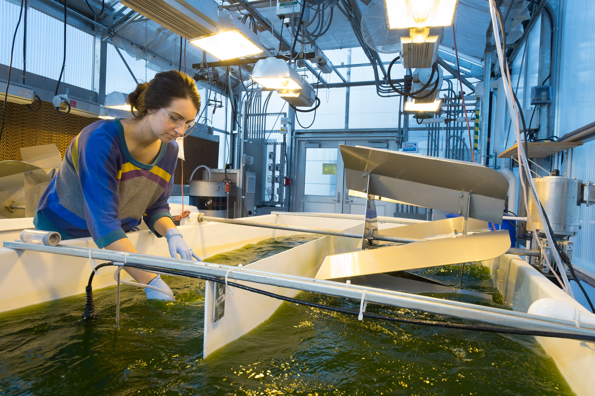 Student working in the algae tanks